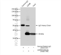 LDHB Rabbit Recombinant Antibody, Proteintech Unconjugated; 100 &mu;L:Antibodies,