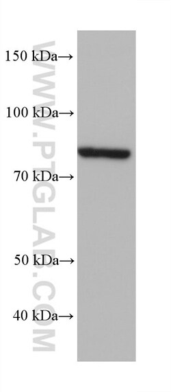 LEPREL2 Mouse Monoclonal Antibody, Proteintech Unconjugated; 150 &mu;L:Antibodies,