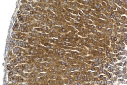 LETM1 Mouse Monoclonal Antibody, Proteintech Unconjugated; 150 &mu;L:Antibodies,