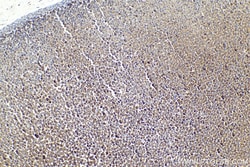 LETM1 Mouse Monoclonal Antibody, Proteintech Unconjugated; 150 &mu;L:Antibodies,