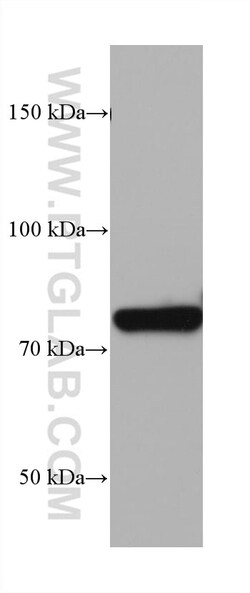 LETM1 Mouse Monoclonal Antibody, Proteintech Unconjugated; 150 &mu;L:Antibodies,
