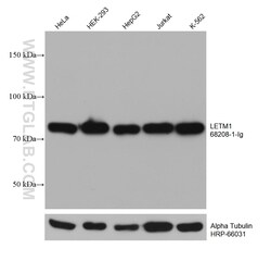 LETM1 Mouse Monoclonal Antibody, Proteintech Unconjugated; 150 &mu;L:Antibodies,