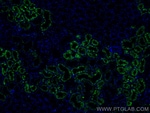 Thumbnail_CoraLite Plus 488-conjugated LGMN Mouse Monoclonal Antibody, Proteintech