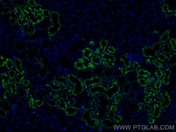 Proteintech CoraLite™ Plus 488-conjugated LGMN Mouse Monoclonal Antibody, Proteintech