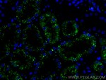 Thumbnail_CoraLite Plus 488-conjugated LGMN Mouse Monoclonal Antibody, Proteintech