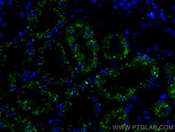 CoraLite Plus 488-conjugated LGMN Mouse Monoclonal Antibody, Proteintech