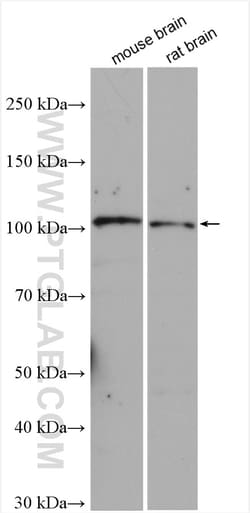 LGR5 Rabbit Polyclonal Antibody, Proteintech Unconjugated; 150 &mu;L:Antibodies,