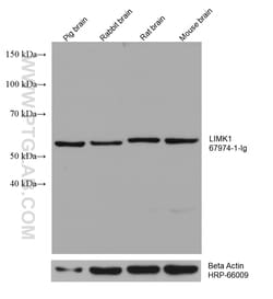 LIMK1 Mouse Monoclonal Antibody, Proteintech Unconjugated; 20 &mu;L:Antibodies,