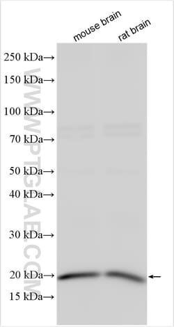 LMO1 Rabbit Polyclonal Antibody, Proteintech Unconjugated; 150 &mu;L:Antibodies,