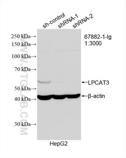 LPCAT3 Mouse Monoclonal Antibody, Proteintech Unconjugated; 150 &mu;L:Antibodies,