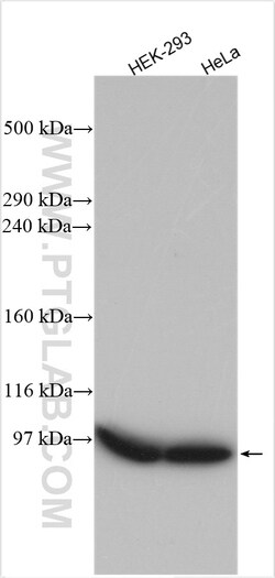 LRP1 Rabbit Polyclonal Antibody, Proteintech 150 &mu;L | Buy Online | Proteintech | Fisher Scientific