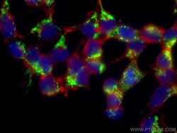 LRPPRC Mouse Monoclonal Antibody, Proteintech Unconjugated; 20 &mu;L:Antibodies,