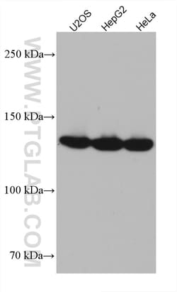 LRPPRC Mouse Monoclonal Antibody, Proteintech Unconjugated; 20 &mu;L:Antibodies,