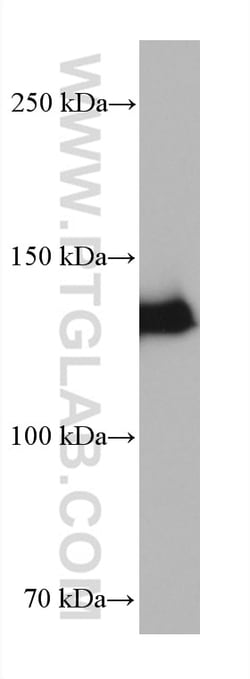 LRPPRC Mouse Monoclonal Antibody, Proteintech Unconjugated; 20 &mu;L:Antibodies,