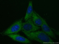 LRRC8C Mouse Monoclonal Antibody, Proteintech Unconjugated; 150 &mu;L:Antibodies,