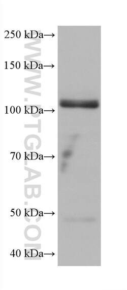 LRRC8C Mouse Monoclonal Antibody, Proteintech Unconjugated; 150 &mu;L:Antibodies,