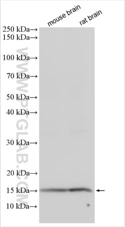 LYPD1 Rabbit Polyclonal Antibody, Proteintech Unconjugated; 150 &mu;L:Antibodies,