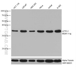 LZTFL1 Mouse Monoclonal Antibody, Proteintech Unconjugated; 20 &mu;L:Antibodies,