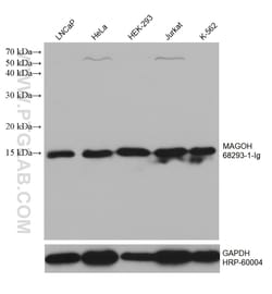 MAGOH Mouse Monoclonal Antibody, Proteintech:Antibodies:Primary Antibodies