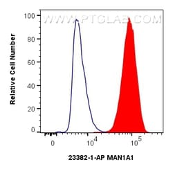 MAN1A1 Rabbit Polyclonal Antibody, Proteintech:Antibodies:Primary Antibodies