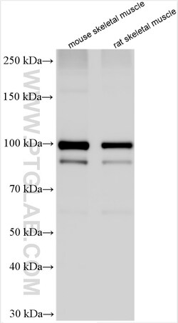 MLK2 Rabbit Polyclonal Antibody, Proteintech Unconjugated; 20 &mu;L:Antibodies,