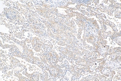 MAP4 Mouse Monoclonal Antibody, Proteintech Unconjugated; 20 &mu;L:Antibodies,