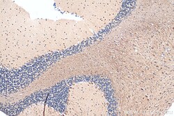 MAP6/STOP Rabbit Polyclonal Antibody, Proteintech Unconjugated; 20 &mu;L:Antibodies,