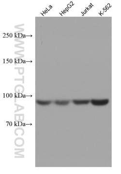 MARS Mouse Monoclonal Antibody, Proteintech Unconjugated; 150 &mu;L:Antibodies,