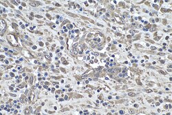 MAT2B Mouse Monoclonal Antibody, Proteintech:Antibodies:Primary Antibodies