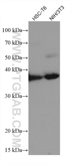 MAT2B Mouse Monoclonal Antibody, Proteintech:Antibodies:Primary Antibodies