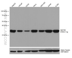 MAT2B Mouse Monoclonal Antibody, Proteintech:Antibodies:Primary Antibodies