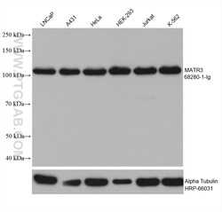 MATR3 Mouse Monoclonal Antibody, Proteintech Unconjugated; 150 &mu;L:Antibodies,