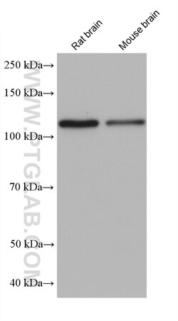 MATR3 Mouse Monoclonal Antibody, Proteintech Unconjugated; 150 &mu;L:Antibodies,