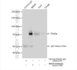 MAVS; VISA Rabbit Recombinant Antibody, Proteintech Unconjugated; 100 &mu;L:Antibodies,