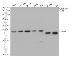 MCL1 Rabbit Recombinant Antibody, Proteintech Unconjugated; 100 &mu;L:Antibodies,