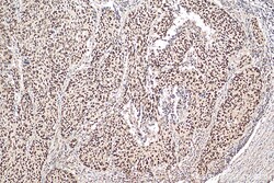 MCM6 Mouse Monoclonal Antibody, Proteintech Unconjugated; 150 &mu;L:Antibodies,