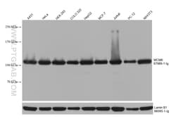 MCM6 Mouse Monoclonal Antibody, Proteintech Unconjugated; 150 &mu;L:Antibodies,