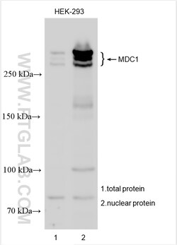 MDC1 Rabbit Polyclonal Antibody, Proteintech Unconjugated; 20 &mu;L:Antibodies,