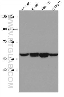 ME2 Mouse Monoclonal Antibody, Proteintech:Antistoffer:Primære antistoffer