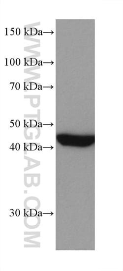 MEK1 Mouse Monoclonal Antibody, Proteintech:Antibodies:Primary Antibodies