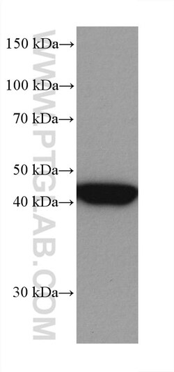 MEK1 Mouse Monoclonal Antibody, Proteintech:Antibodies:Primary Antibodies