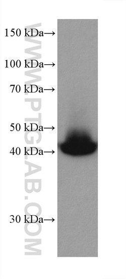 MEK1 Mouse Monoclonal Antibody, Proteintech:Antibodies:Primary Antibodies