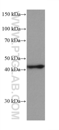 MEK1 Mouse Monoclonal Antibody, Proteintech:Antibodies:Primary Antibodies