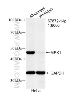 MEK1 Mouse Monoclonal Antibody, Proteintech:Antibodies:Primary Antibodies