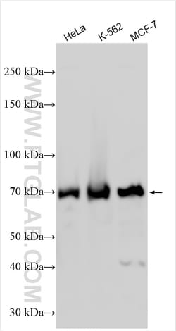 METTL3 Rabbit Polyclonal Antibody, Proteintech:Antibodies:Primary Antibodies