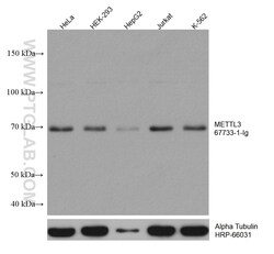 METTL3 Mouse Monoclonal Antibody, Proteintech Unconjugated; 20 &mu;L:Antibodies,