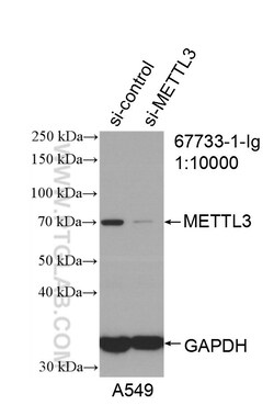 METTL3 Mouse Monoclonal Antibody, Proteintech Unconjugated; 20 &mu;L:Antibodies,