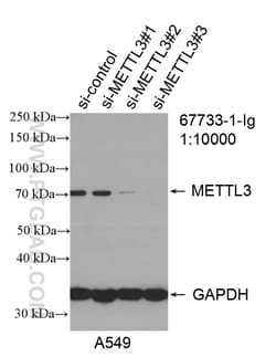 METTL3 Mouse Monoclonal Antibody, Proteintech Unconjugated; 20 &mu;L:Antibodies,