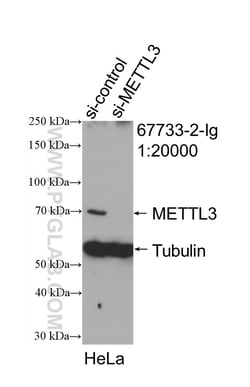 METTL3 Mouse Monoclonal Antibody, Proteintech:Antibodies:Primary Antibodies