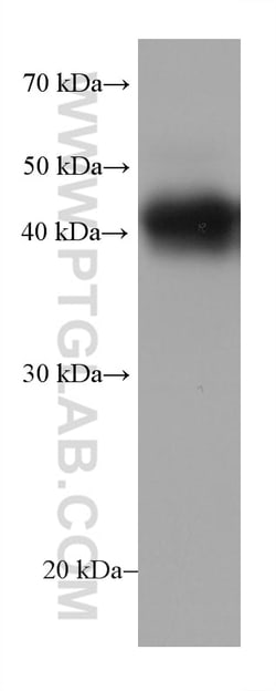 MFG-E8 Mouse Monoclonal Antibody, Proteintech Unconjugated; 150 &mu;L:Antibodies,
